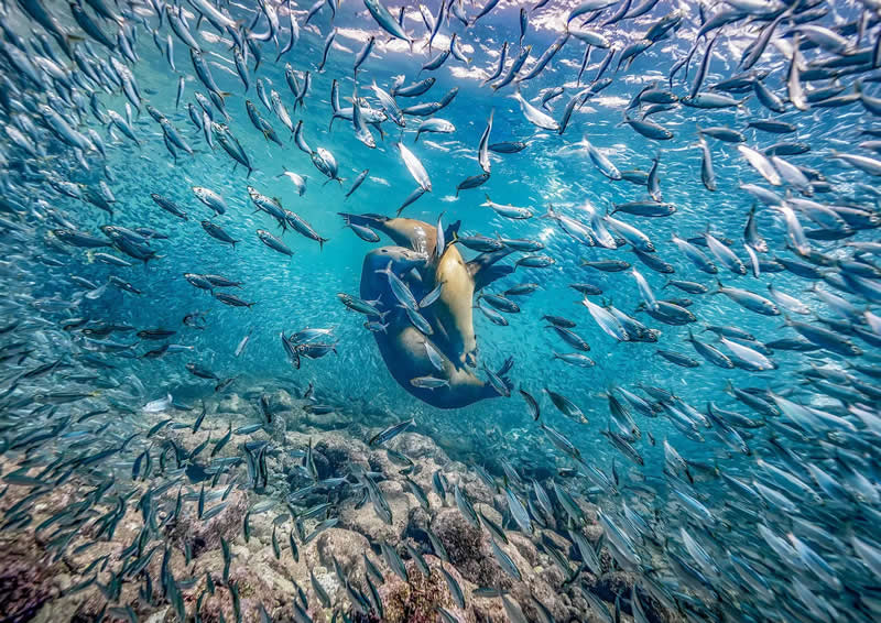 "Playtime amid the school" by Glenn Ostle - The Nature Photography Contest Winners