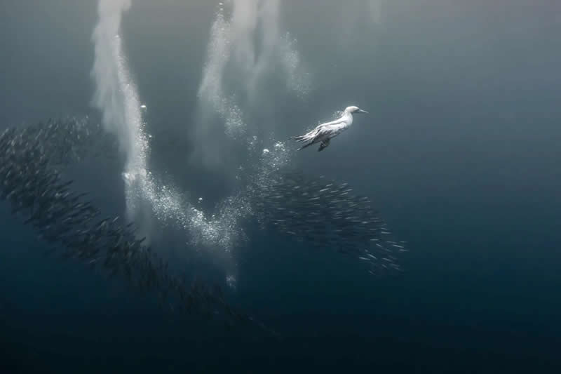 "The dive" by Fabi Fregonesi - The Nature Photography Contest Winners