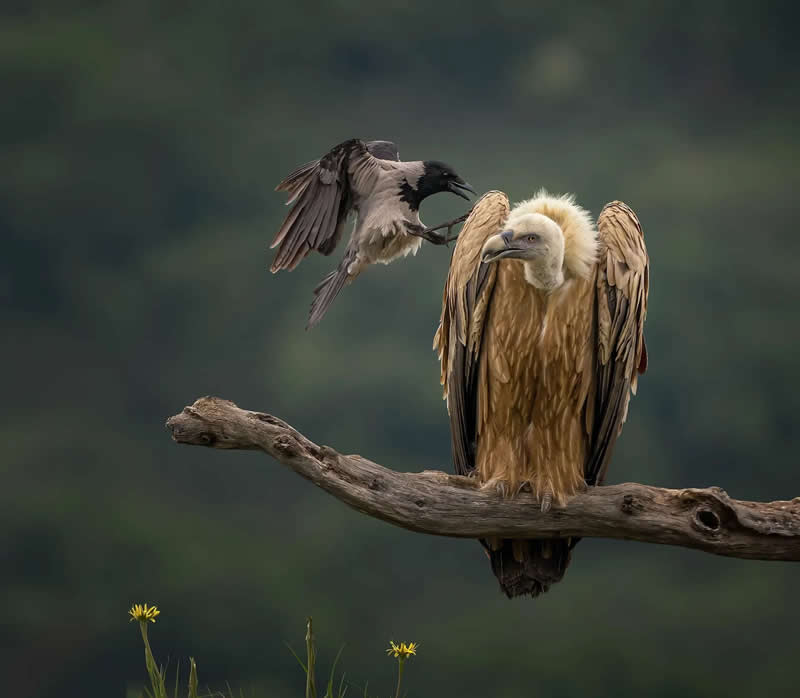 "Defiance of the Small" by Panagiotis Xaxiris - The Nature Photography Contest Winners