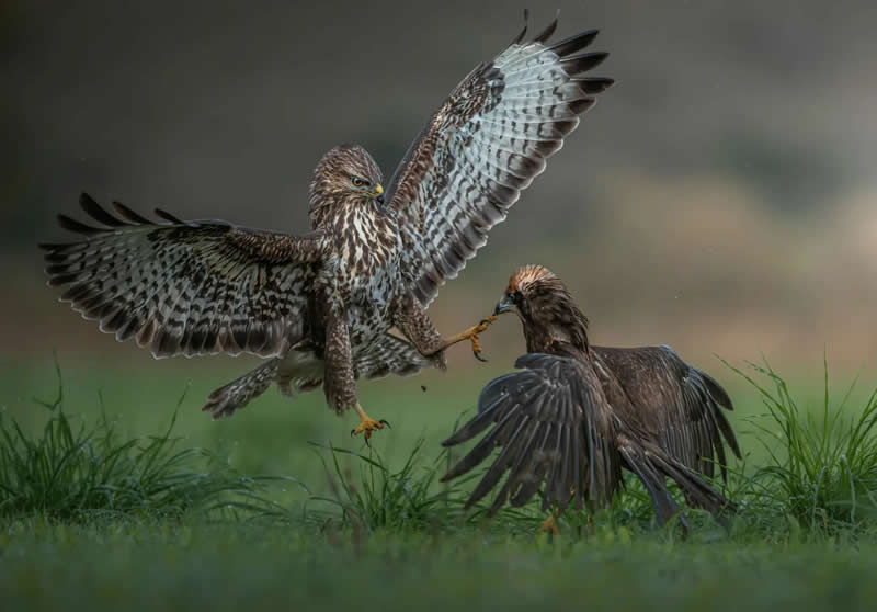 "Strike from Above" by Panagiotis Xaxiris - The Nature Photography Contest Winners