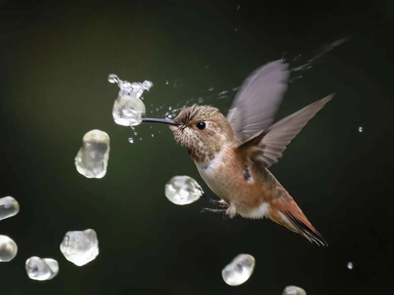 "Good to the Last Drop" by Lee Greengrass - The Nature Photography Contest Winners
