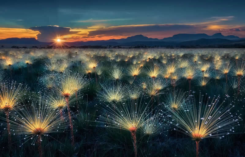 "Fireworks" by Marcio Cabral - The Nature Photography Contest Winners