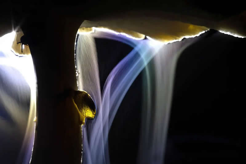 Macrophotography - Winner: "Sporing Party" by Indranil Basu Mallick - The Nature Photography Contest Winners