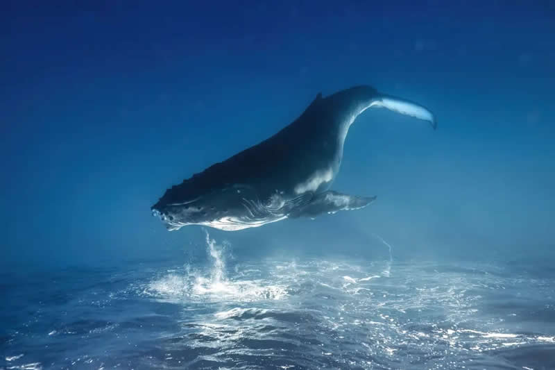 Underwater - Winner: "Whale Dreams" by Remuna Beca - The Nature Photography Contest Winners