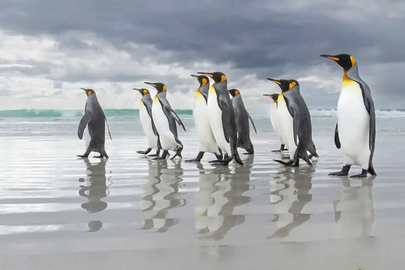 Birds - Winner: "Before the Storm" by James Welch - The Nature Photography Contest Winners