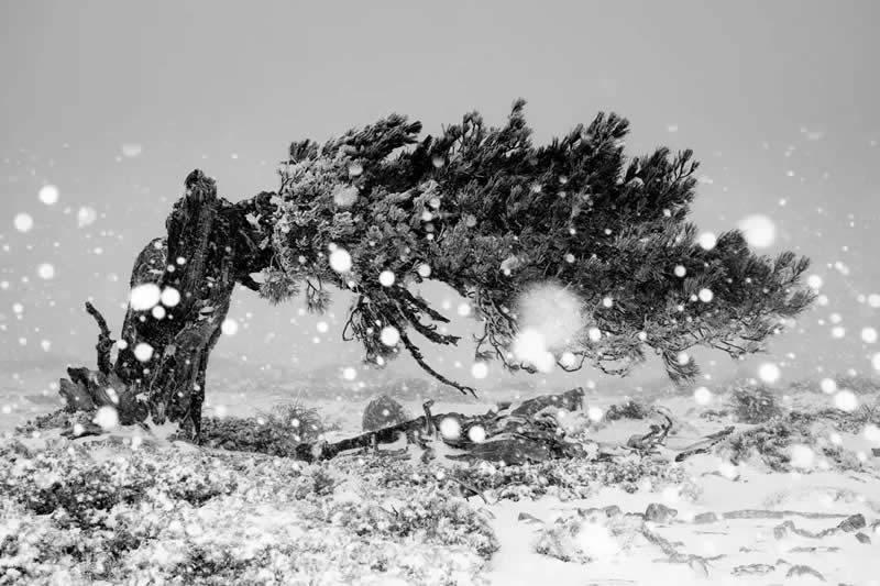 Plant Life - Winner: "My Jeffrey Pine, Sierra de Baza" by Miguel José Ávalos González - The Nature Photography Contest Winners