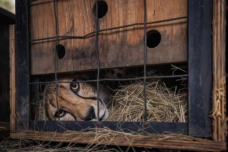 Environmental impact - Winner: "First Gaze" by Wiktoria West - The Nature Photography Contest Winners