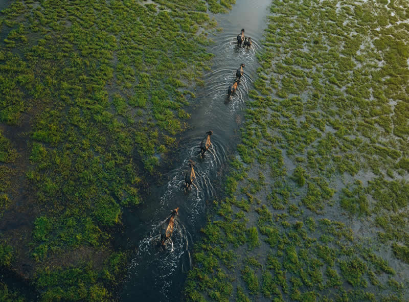 National Awards 1st Place, Sri Lanka: "Dawn Over the Wetlands" by Lahiru Iddamalgoda - 2026 Sony World Photography Awards