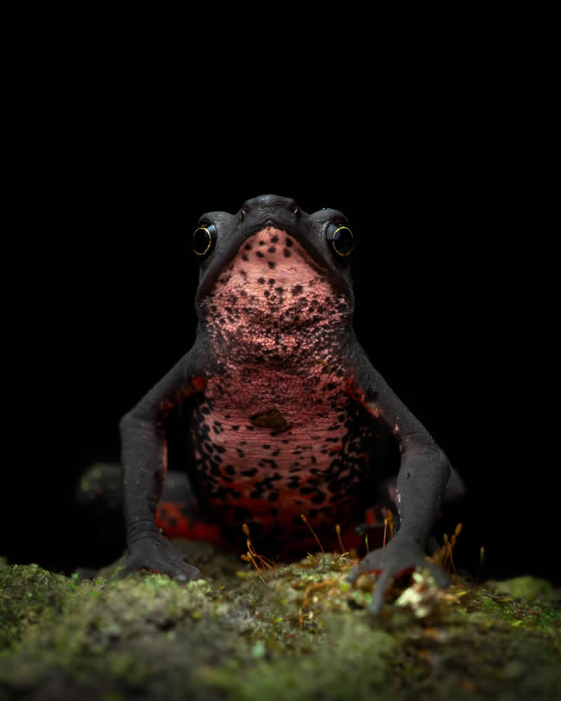Latin America Regional Awards 1st Place: "Atelopus seminiferus" by Juan Jacobo Castillo Barrera - 2026 Sony World Photography Awards