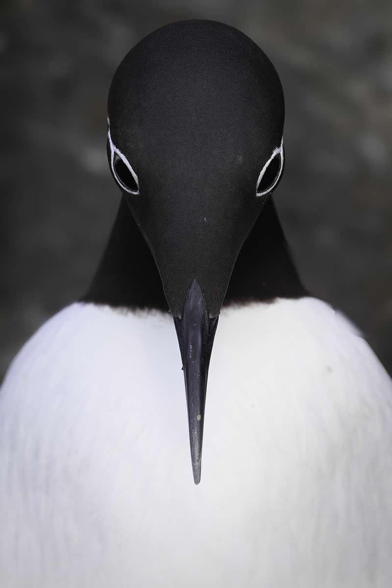 Latin America Regional Awards Shortlist: "Symmetry" by Alvaro Cubero Vega - 2026 Sony World Photography Awards