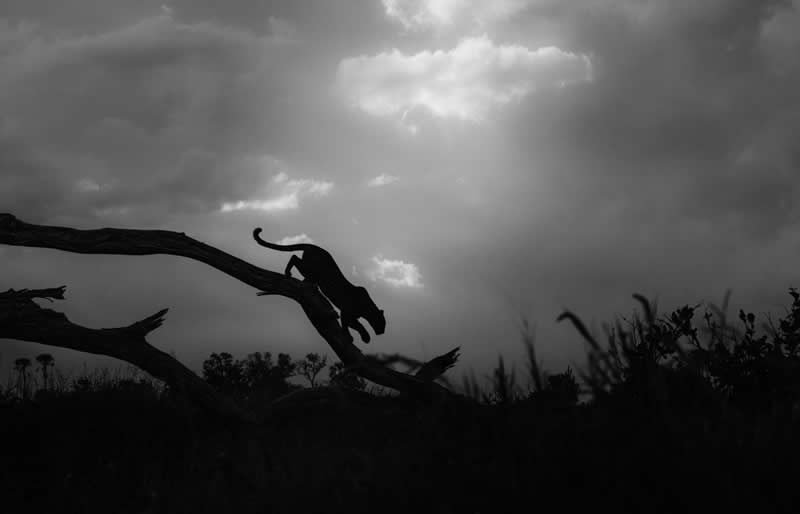 National Awards 1st Place, South Africa: "Stealth" by Greg du Toit - 2026 Sony World Photography Awards