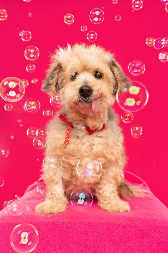 A fluffy Maltipoo dog with a red bow sits on a pink platform against a bright pink background while colorful soap bubbles float around. The adorable pup sticks its tongue out in playful confusion while watching the bubbles.