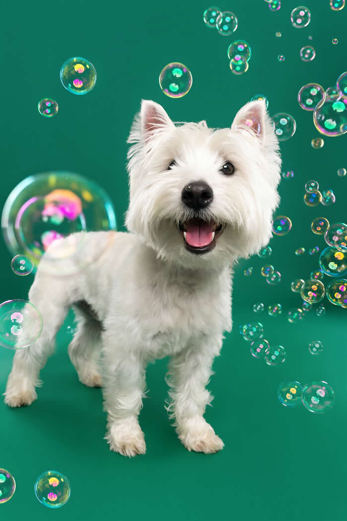 A cheerful West Highland White Terrier (Westie) stands happily while colorful soap bubbles float around against a green background. The playful studio portrait captures the dog’s bright smile and joyful excitement during a whimsical bubble-filled photoshoot.