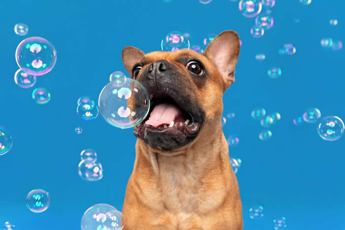 A playful French Bulldog opens its mouth wide trying to catch a floating soap bubble against a bright blue background. The energetic studio portrait captures the dog’s joyful excitement and curiosity during a fun bubble-filled photoshoot.