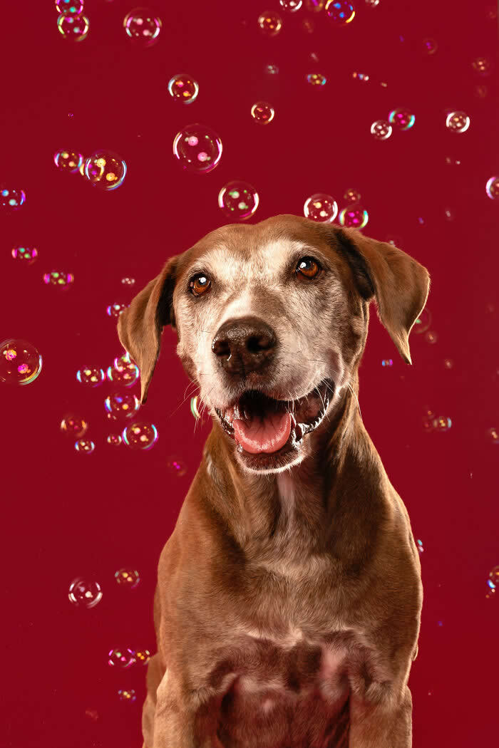 A happy Vizsla dog smiles with its mouth open while colorful soap bubbles float around against a bright red background. The joyful studio portrait captures the dog’s warm expression and playful curiosity during a lively bubble photoshoot.