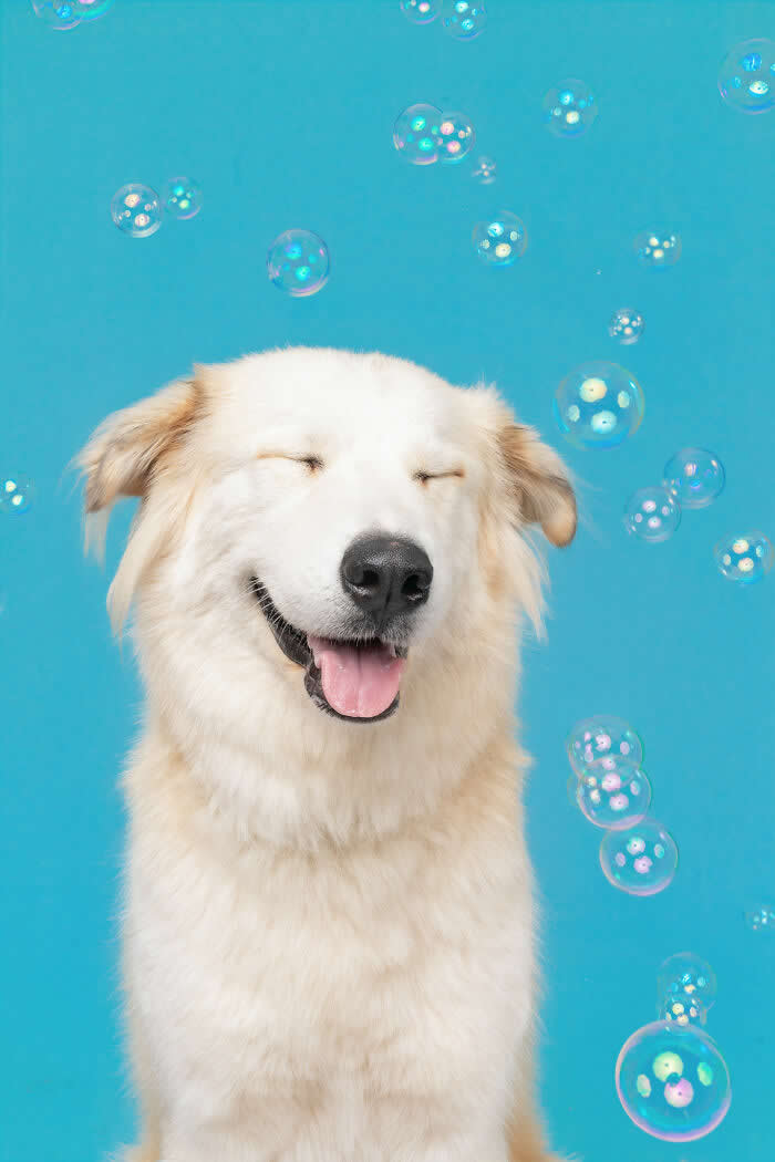 A fluffy Great Pyrenees dog smiles peacefully with eyes closed while colorful soap bubbles float around against a bright blue background, capturing a joyful and serene moment during a playful bubble-themed studio photoshoot.