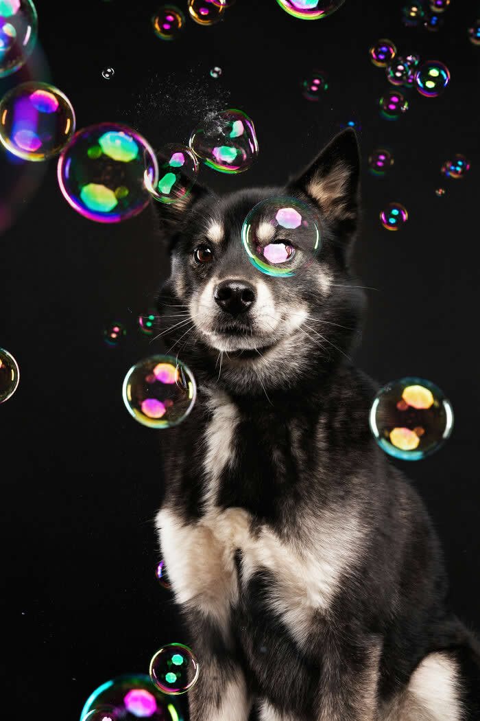 A curious Siberian Husky mix dog sits against a dark background while colorful soap bubbles float around, with one bubble touching its nose. The playful studio portrait captures the dog’s calm curiosity during a fun bubble-themed photoshoot.