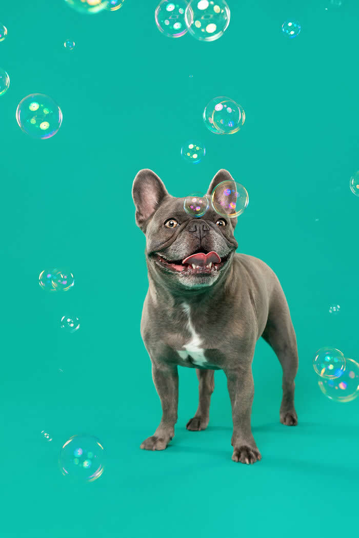 A playful French Bulldog stands happily while colorful soap bubbles float around against a teal background. The joyful studio portrait captures the dog’s excited expression and curious gaze as it watches the floating bubbles during a fun photoshoot.