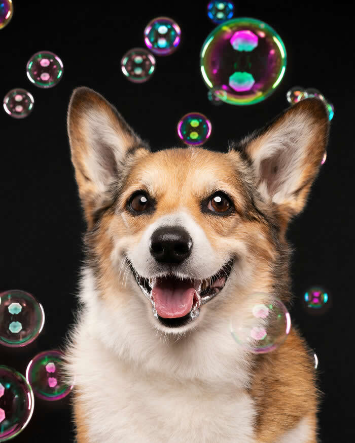 A cheerful Pembroke Welsh Corgi smiles brightly while colorful soap bubbles float around against a dark background. The playful studio portrait captures the Corgi’s joyful expression and curiosity as it enjoys a whimsical bubble-filled photoshoot.