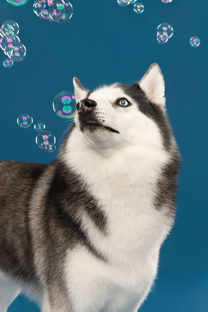 A curious Siberian Husky with striking blue eyes looks up at floating soap bubbles against a bright blue background. The playful studio portrait captures the Husky’s alert expression and fascination while watching the drifting bubbles.