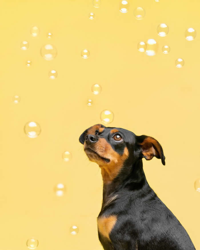 A curious Miniature Pinscher dog looks up at floating soap bubbles against a soft yellow background. The playful portrait captures the dog’s alert expression and fascination as the bubbles drift through the air during a fun studio photoshoot.