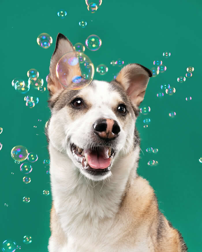 A cheerful Siberian Husky mix dog smiles while colorful soap bubbles float around against a bright green background. The playful studio portrait captures the dog’s joyful expression and curiosity during a lively bubble-themed photoshoot.