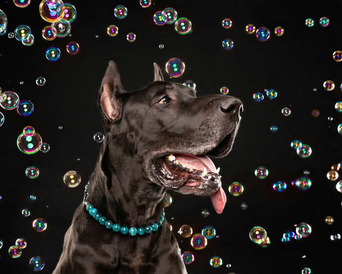 A joyful Great Dane dog wearing a turquoise bead collar looks up at colorful soap bubbles floating against a dark background. The lively studio portrait captures the dog’s excitement and curiosity during a playful bubble-themed photoshoot.
