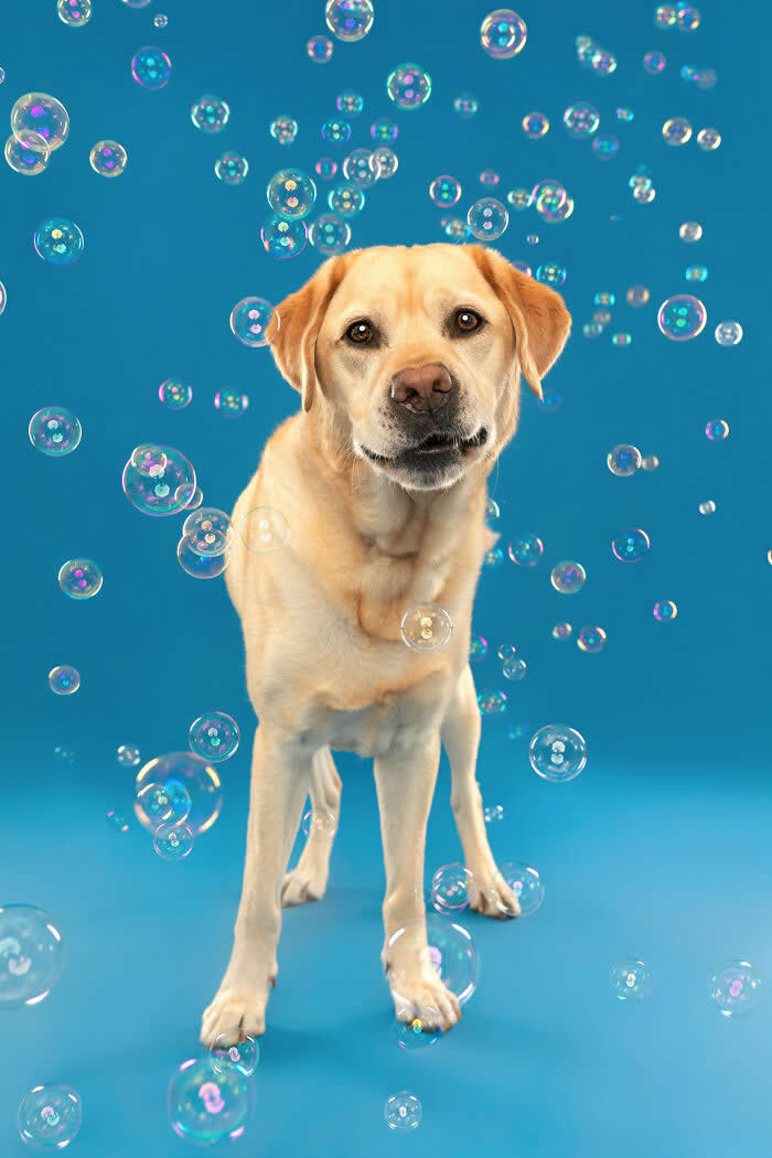 A friendly Labrador Retriever stands against a bright blue background while colorful soap bubbles float all around. The playful studio portrait captures the Labrador’s curious and joyful expression during a fun bubble-filled photoshoot.