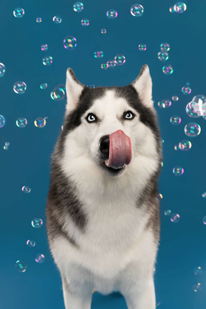 A playful Siberian Husky with striking blue eyes sticks out its tongue while colorful soap bubbles float around against a bright blue background. The joyful studio portrait captures the Husky’s curious reaction during a fun bubble-filled photoshoot.