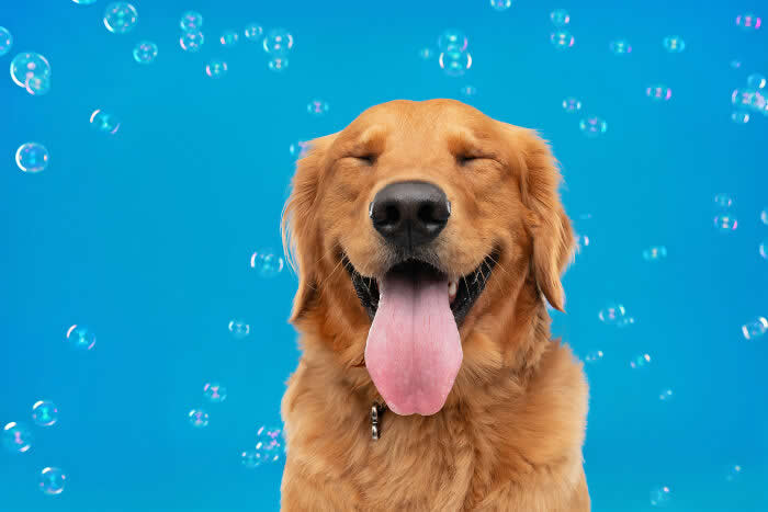 A happy Golden Retriever closes its eyes and sticks out its tongue while colorful soap bubbles float around against a bright blue background. The joyful studio portrait captures the dog enjoying a playful bubble-filled moment.
