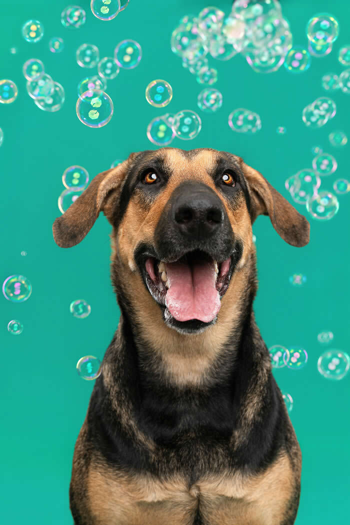 A joyful German Shepherd mix dog smiles with its mouth open while colorful soap bubbles float around its head against a teal background. The playful portrait captures the dog’s excitement and curiosity during a fun bubble-filled studio photoshoot.