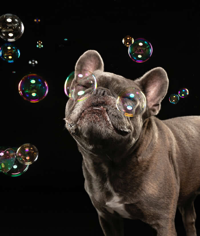 A playful French Bulldog stands against a dark background while colorful soap bubbles float around its face. The adorable dog squints curiously at the bubbles, creating a joyful and funny studio portrait full of personality and charm.