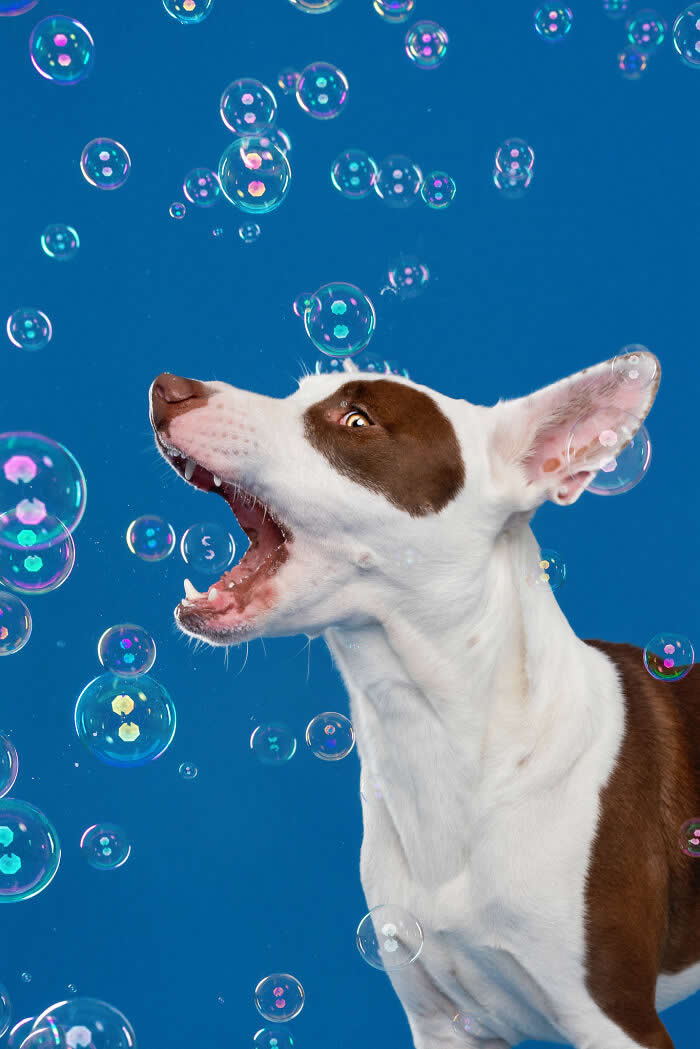A playful Bull Terrier dog opens its mouth wide trying to catch floating soap bubbles against a bright blue background. The energetic studio portrait captures the dog’s excitement and joyful curiosity while chasing bubbles in midair.