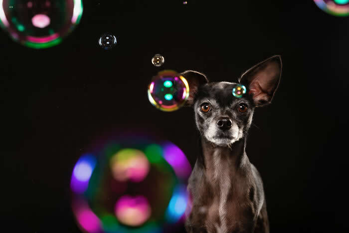 A curious Chihuahua mix dog sits against a dark background while colorful soap bubbles float around its head. The small dog watches the bubbles with wide, alert eyes, creating a playful and whimsical studio portrait full of curiosity.