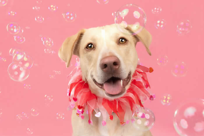 A cheerful Labrador Retriever dog wearing a red festive ruffle collar smiles while colorful soap bubbles float around against a soft pink background, capturing a joyful and playful studio portrait full of fun and personality.