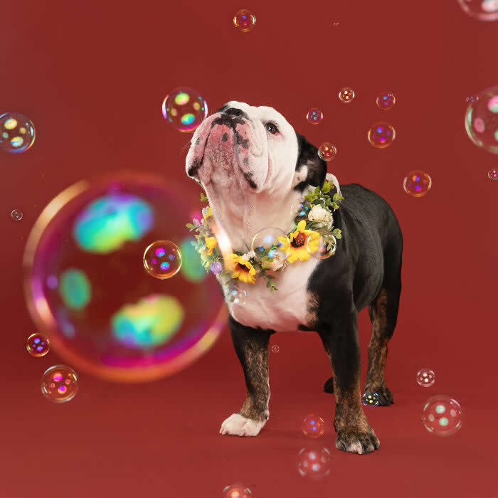 A charming English Bulldog wearing a colorful flower garland looks up at floating soap bubbles against a warm red background. The playful studio portrait captures the dog’s joyful curiosity as bubbles drift around during the photoshoot.