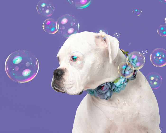 A gentle white Boxer dog wearing a blue flower collar looks curiously at floating soap bubbles against a soft purple background, creating a joyful and whimsical studio portrait filled with playful charm and curiosity.