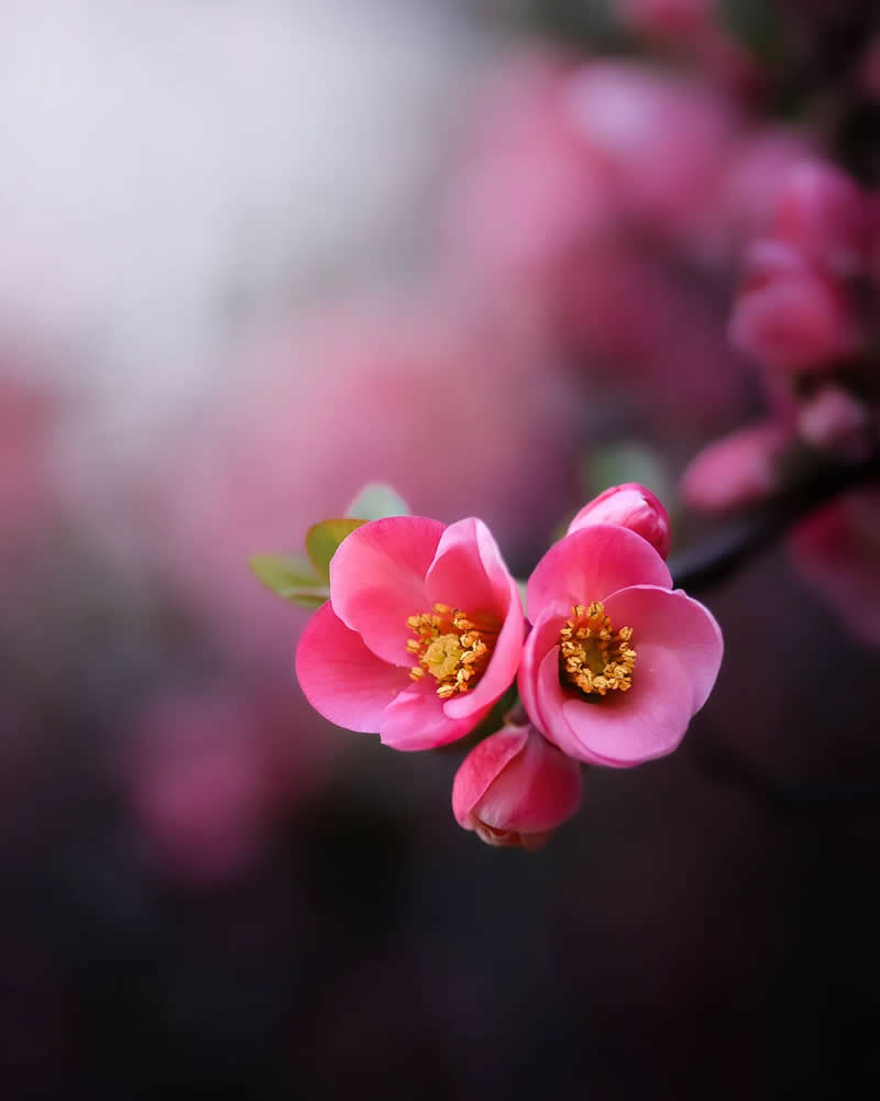 Macro Magic: 30 Ethereal Photos of Flowers and Butterflies by Andrea Duskova 34 Close-up macro of two soft pink blossoms with golden centers on a branch, set against a dreamy blurred background with gentle bokeh and muted tones.