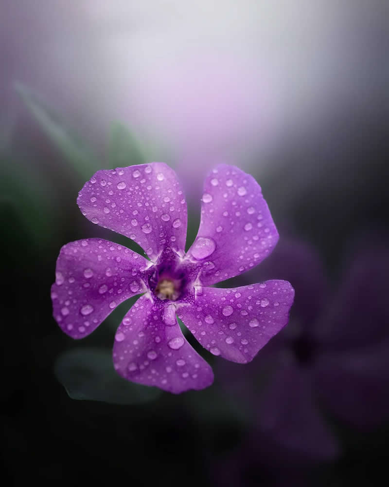 Macro Magic: 30 Ethereal Photos of Flowers and Butterflies by Andrea Duskova 43 Macro photograph of a single purple flower covered in water droplets, softly lit with a dreamy blurred background and gentle bokeh creating a calm, atmospheric mood.