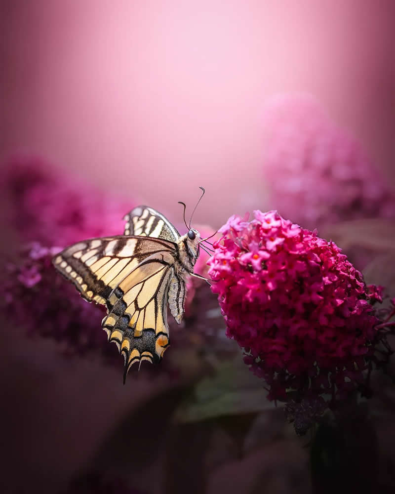 Macro Magic: 30 Ethereal Photos of Flowers and Butterflies by Andrea Duskova 44 Macro photograph of a pale yellow butterfly perched on a vibrant pink flower cluster, set against a soft pink blurred background with dreamy bokeh and delicate lighting.