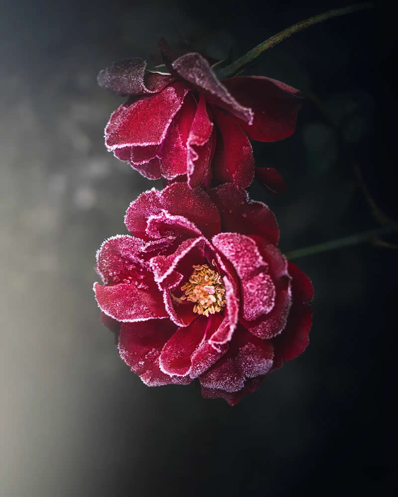 Macro Magic: 30 Ethereal Photos of Flowers and Butterflies by Andrea Duskova 45 Macro photograph of deep red flowers edged with frost, revealing delicate icy textures on the petals against a dark, softly blurred background with moody lighting.