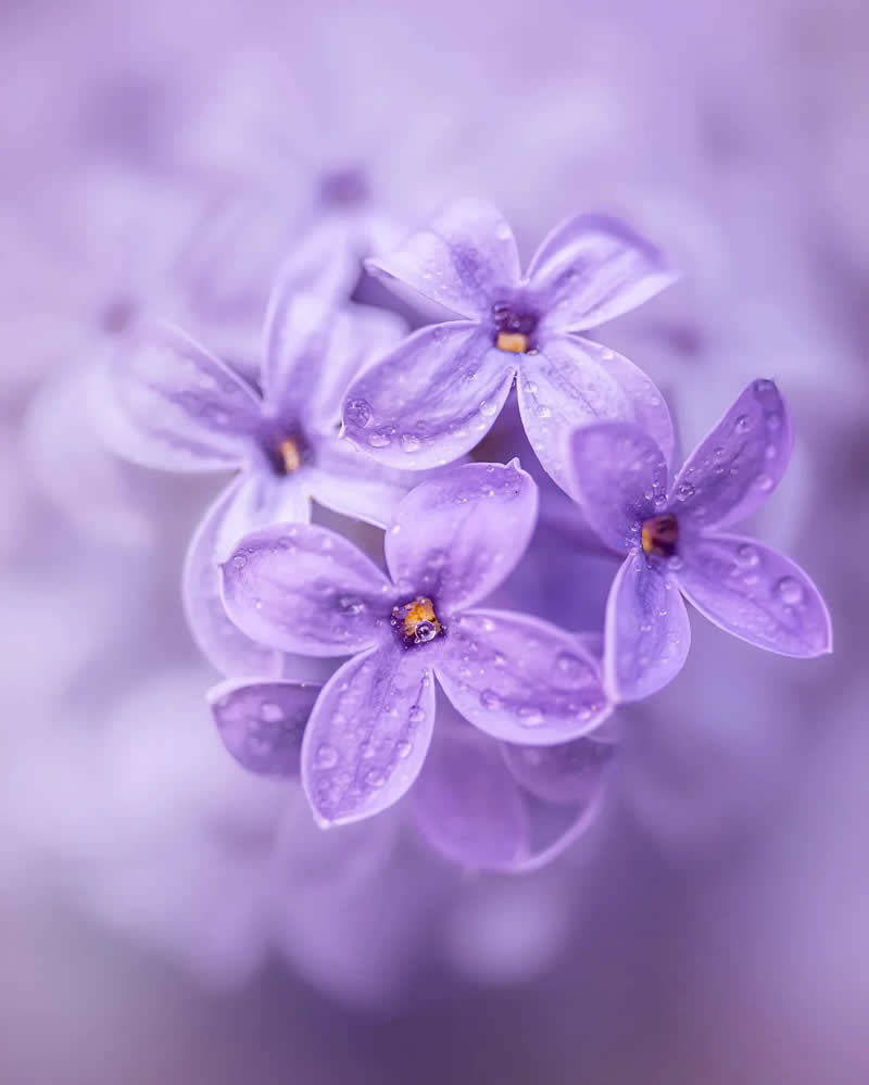 Macro Magic: 30 Ethereal Photos of Flowers and Butterflies by Andrea Duskova 46 Macro photograph of soft purple flowers with tiny water droplets, arranged in a gentle cluster against a dreamy, pastel background with smooth bokeh and delicate lighting.