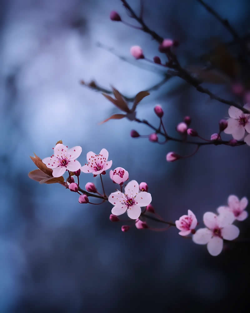 Macro Magic: 30 Ethereal Photos of Flowers and Butterflies by Andrea Duskova 47 Macro photograph of delicate pink blossoms on a slender branch, surrounded by soft buds and leaves, set against a deep blue blurred background with a dreamy, moody atmosphere.