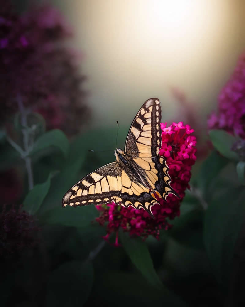 Macro Magic: 30 Ethereal Photos of Flowers and Butterflies by Andrea Duskova 48 Macro photograph of a yellow and black butterfly perched on a cluster of bright pink flowers, set against a softly blurred background with warm, glowing light and smooth bokeh.