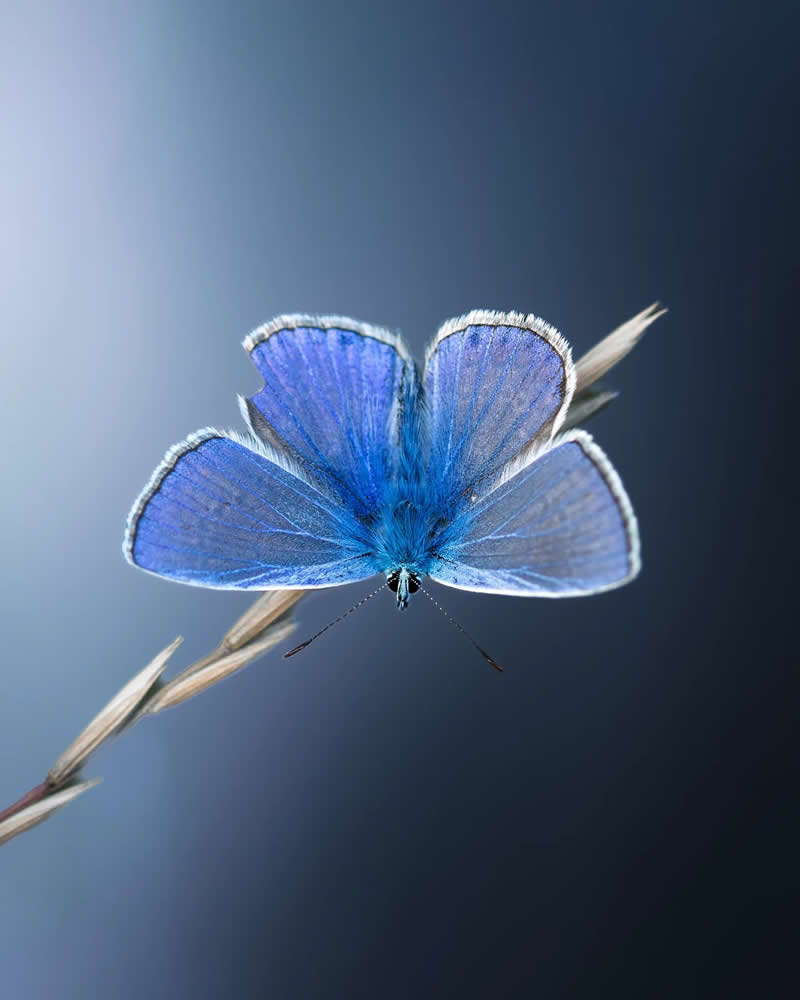 Macro Magic: 30 Ethereal Photos of Flowers and Butterflies by Andrea Duskova 49 Macro photograph of a delicate blue butterfly with wings fully open, perched on a slender twig against a soft gradient blue background with smooth bokeh.