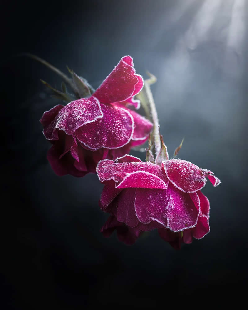 Macro Magic: 30 Ethereal Photos of Flowers and Butterflies by Andrea Duskova 50 Macro photograph of deep pink roses edged with frost, softly illuminated by a beam of light against a dark, blurred background, creating a moody and atmospheric scene.