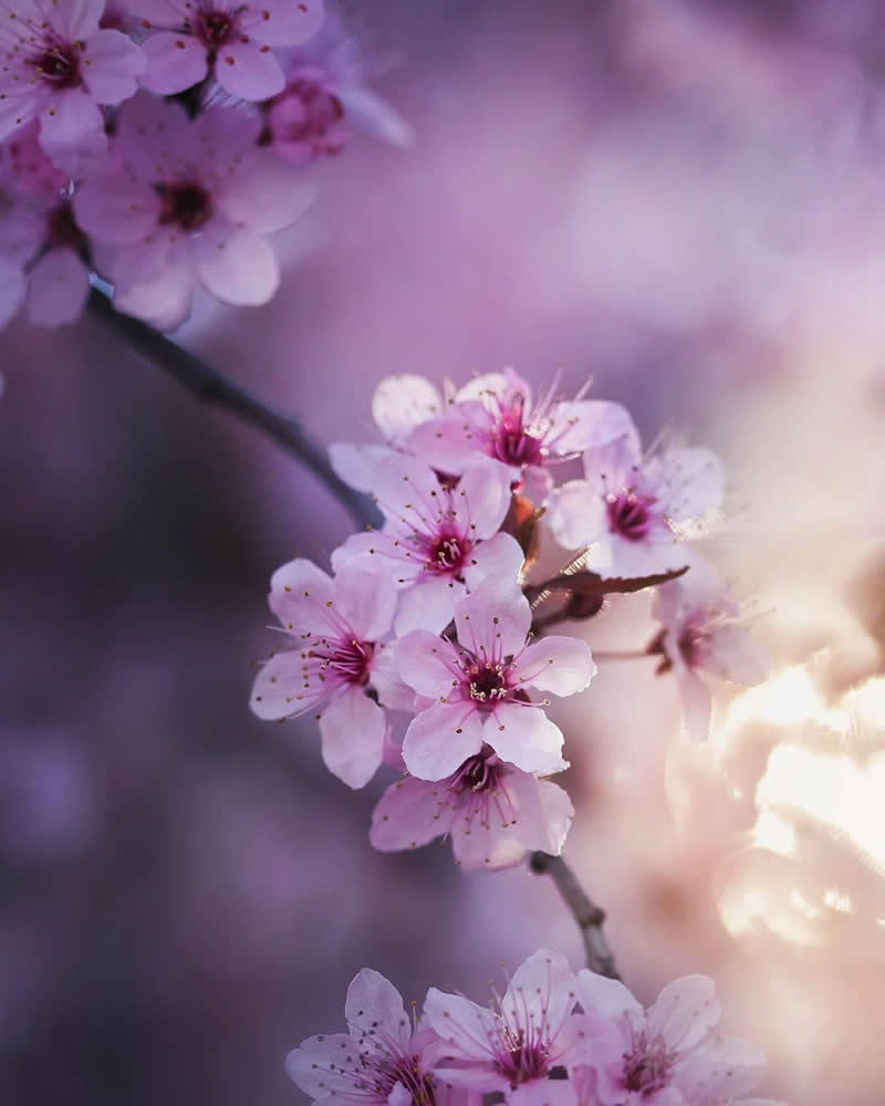 Macro Magic: 30 Ethereal Photos of Flowers and Butterflies by Andrea Duskova 51 Macro photograph of soft pink blossoms on a branch, illuminated by warm sunlight with a dreamy pastel background and delicate bokeh creating a serene, ethereal mood.