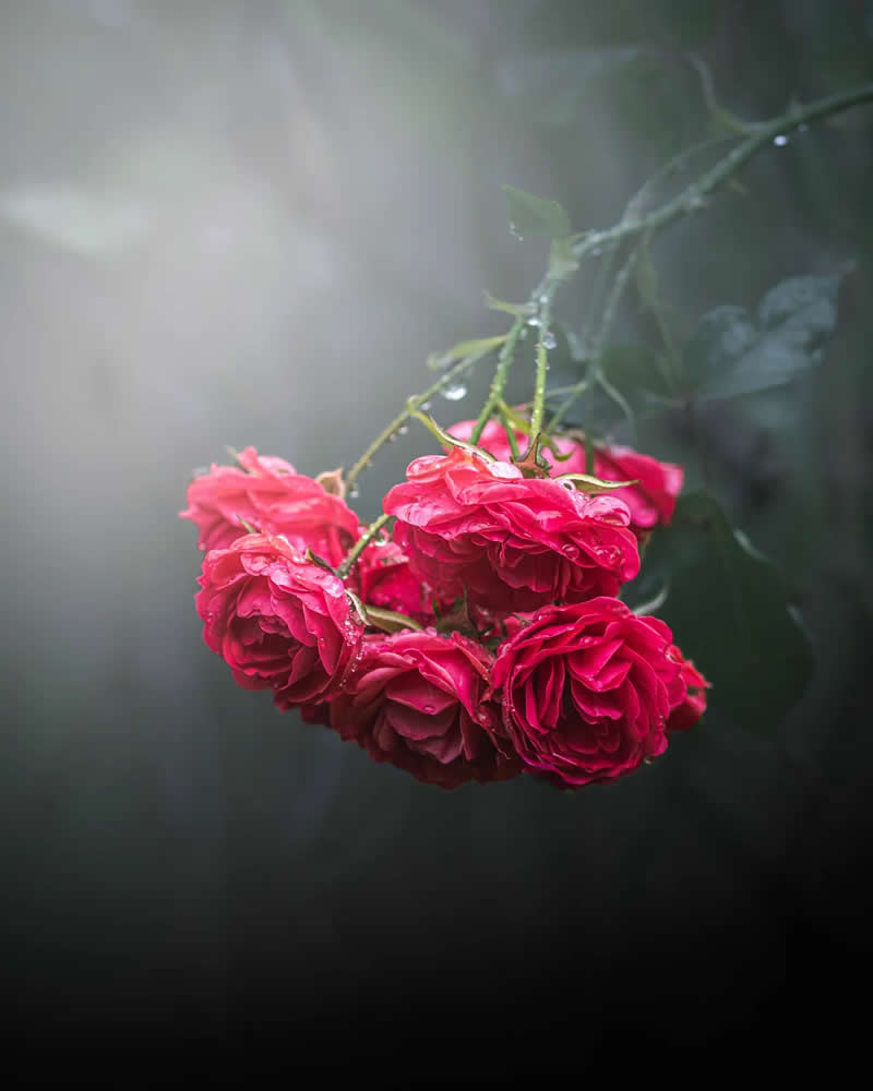 Macro Magic: 30 Ethereal Photos of Flowers and Butterflies by Andrea Duskova 52 Macro photograph of a cluster of deep red roses hanging from a branch, covered in raindrops and surrounded by a soft, misty background with gentle, moody lighting.
