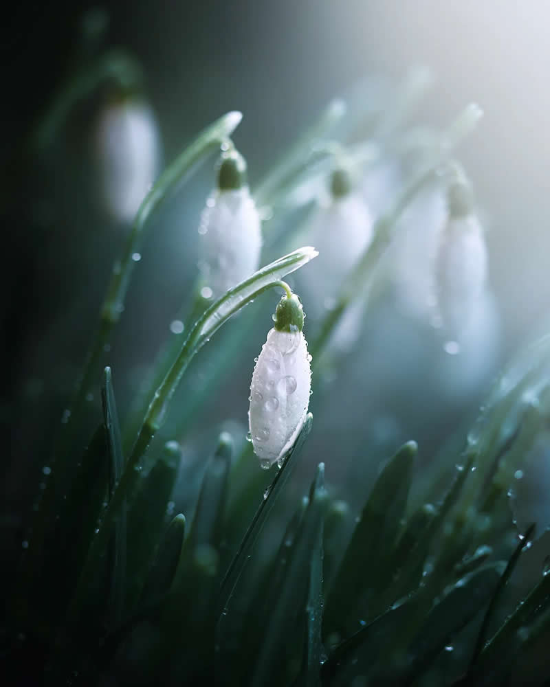 Macro Magic: 30 Ethereal Photos of Flowers and Butterflies by Andrea Duskova 35 Macro shot of delicate white snowdrop flowers covered in dew, softly illuminated by cool morning light with a dreamy, blurred green background.
