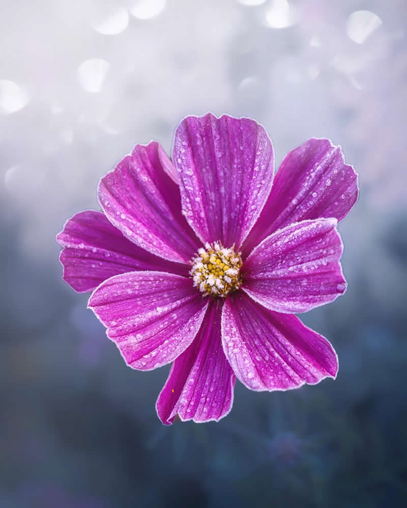 Macro Magic: 30 Ethereal Photos of Flowers and Butterflies by Andrea Duskova 53 Macro photograph of a single pink flower dusted with frost, centered against a soft, blurred background with cool tones and gentle bokeh creating a calm, dreamy atmosphere.